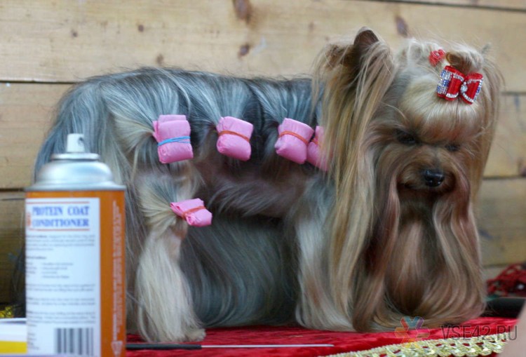 Йоркширский терьер в папильотках