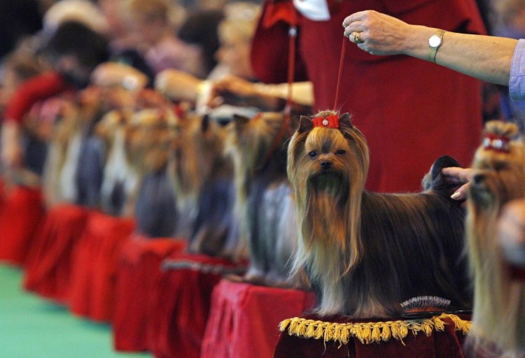 Йоркширский терьер выставочный
