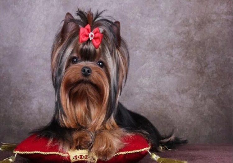 Йоркширский терьер чемпион