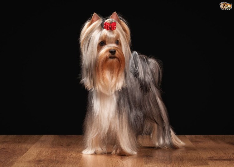 Бивер Йоркширский терьер выставочный