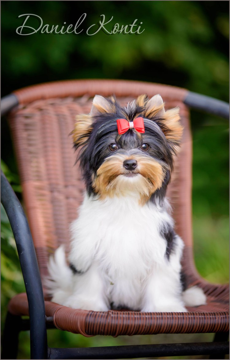 Выставочные собаки