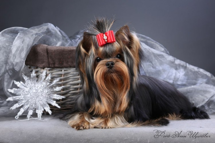 Монопородная выставка собак йоркширских терьеров