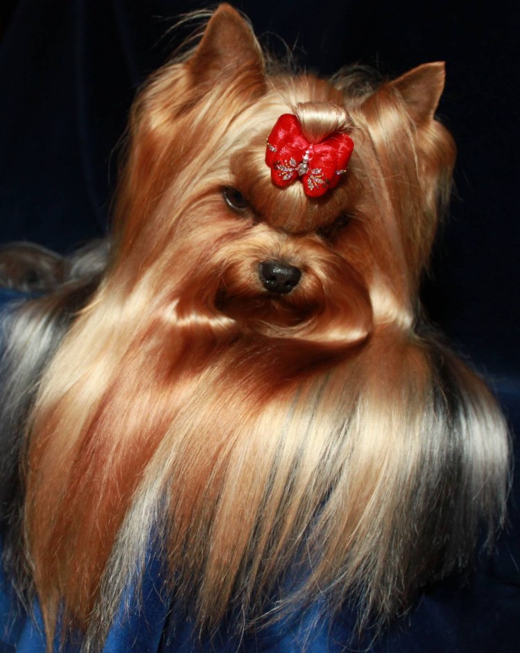 Йоркширский терьер с бантиком