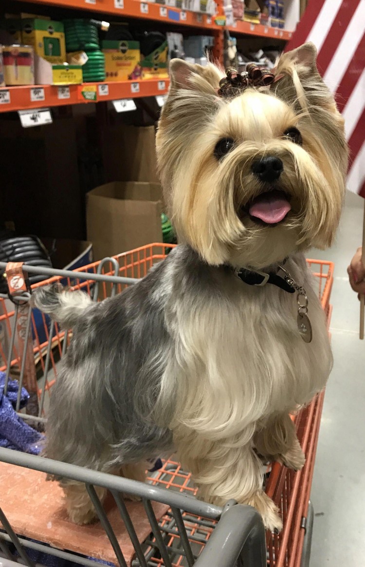 Лапы йоркширского терьера