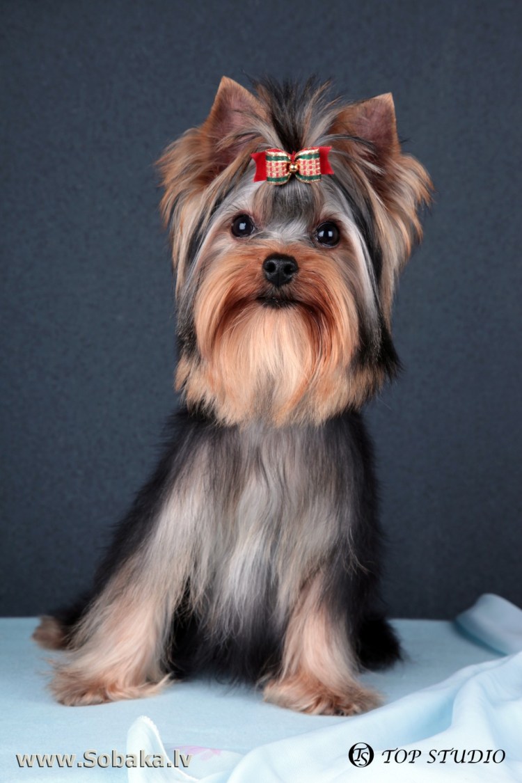 Йоркширский терьер Беби фейс и стандарт