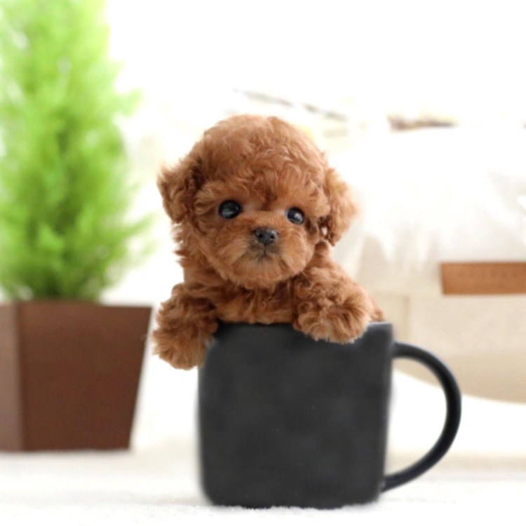 Тикап пудель