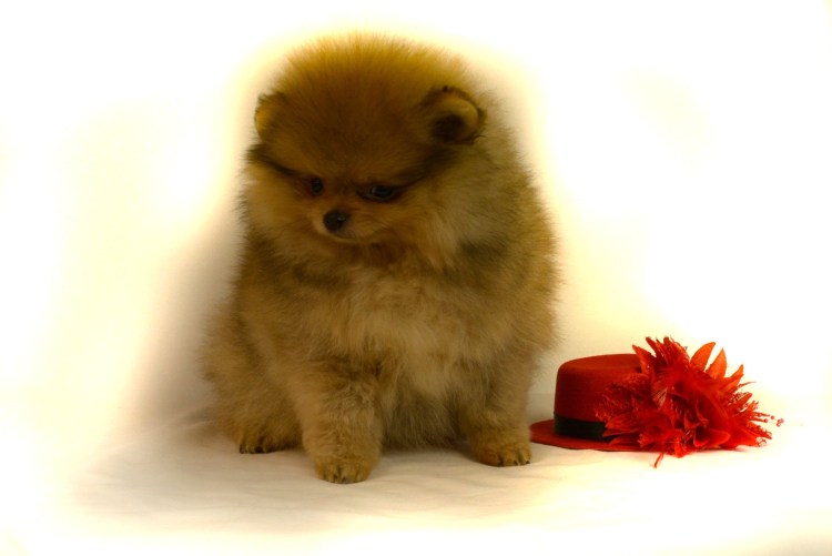 Виктория щенки шпица 89652439942