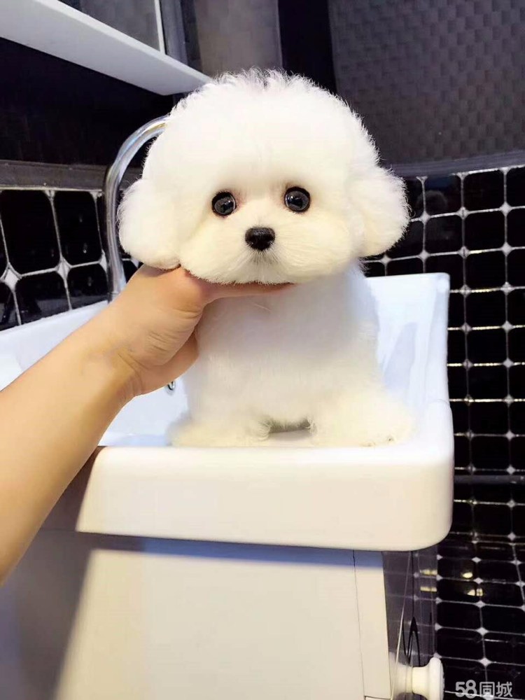 Плюшевые собачки живые