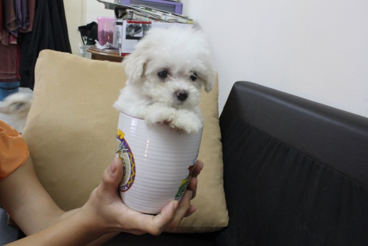 Собаки которые помещаются в кружку