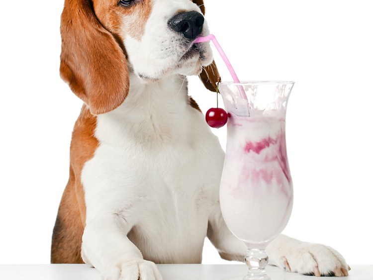 Собака с бокалом