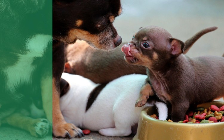 Чихуахуа откормленная