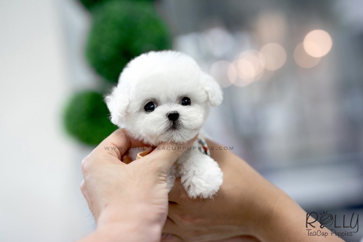 Бишон-фризе Teacup