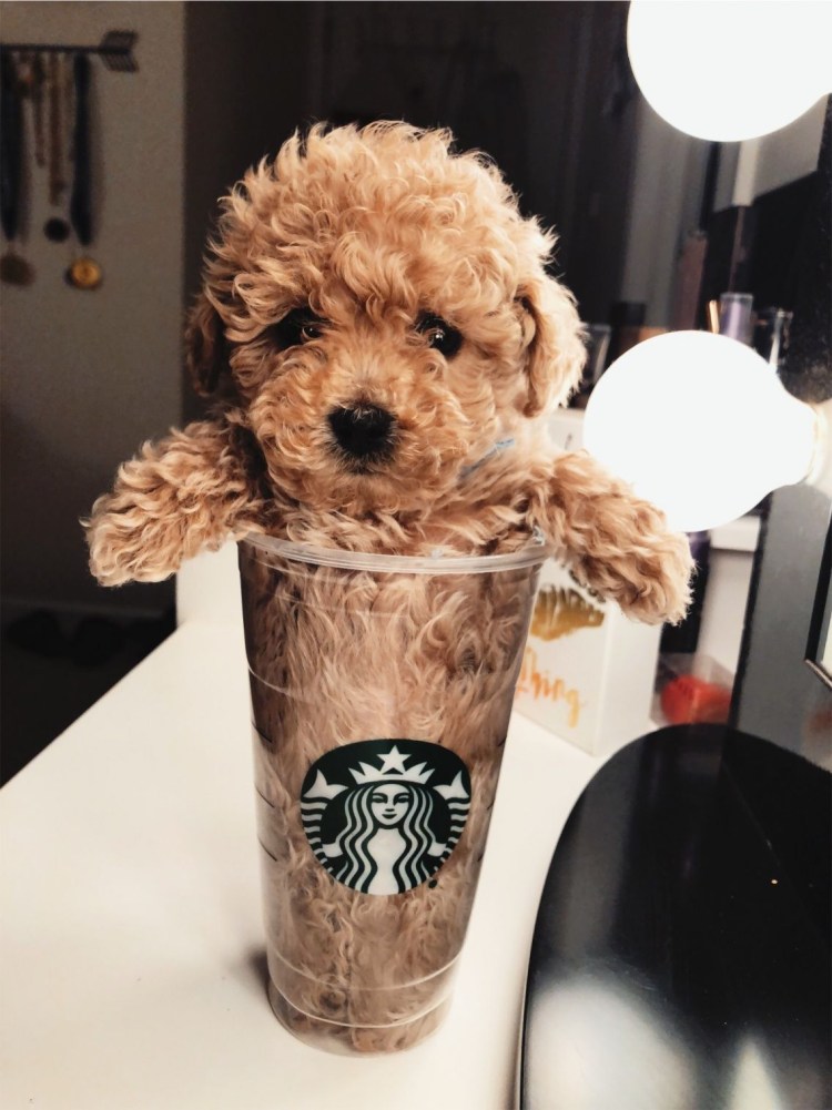 Щенок в стаканчике