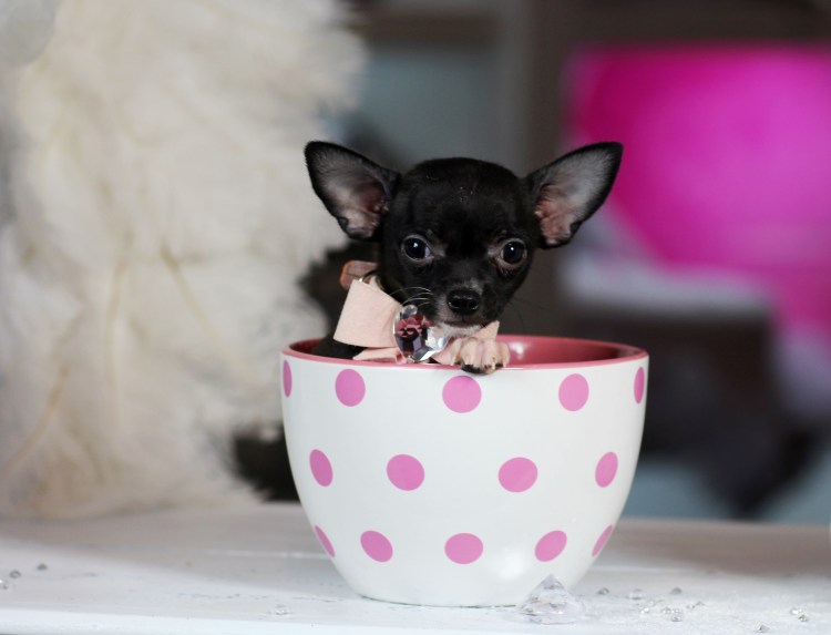 Чихуахуа Teacup