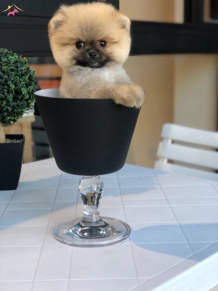 Померанский шпиц медвежьего типа