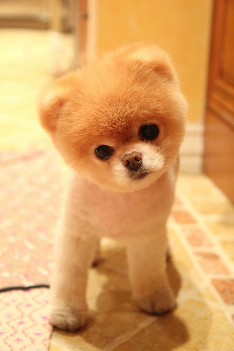 Милая порода собак маленькая