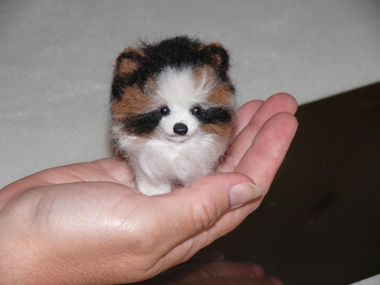 Teacup Pomeranian Husky