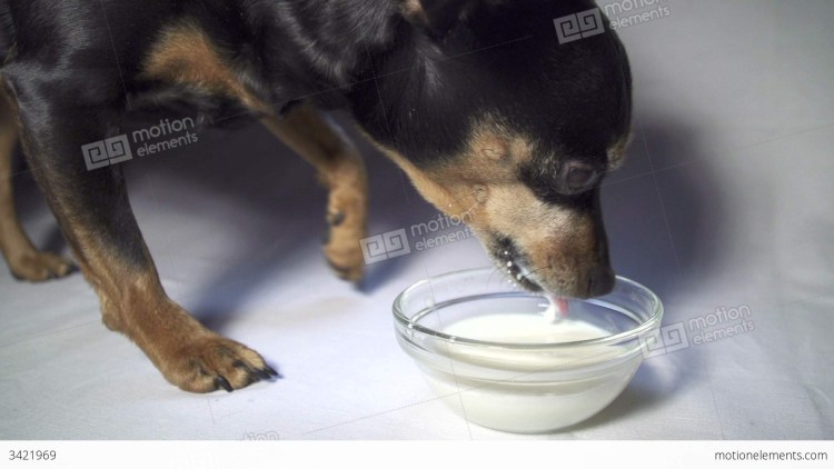 Собака лакает молоко