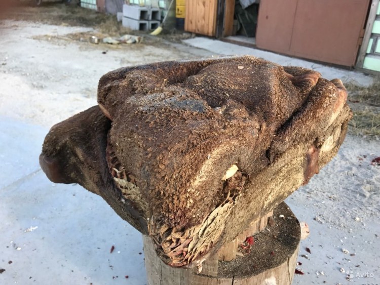 Черный рубец для собак что это