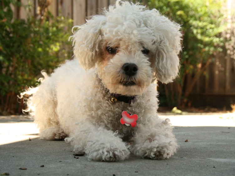 Той пудель мальтипу