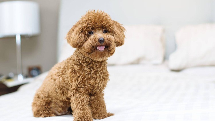 Маленькие кудрявые собачки