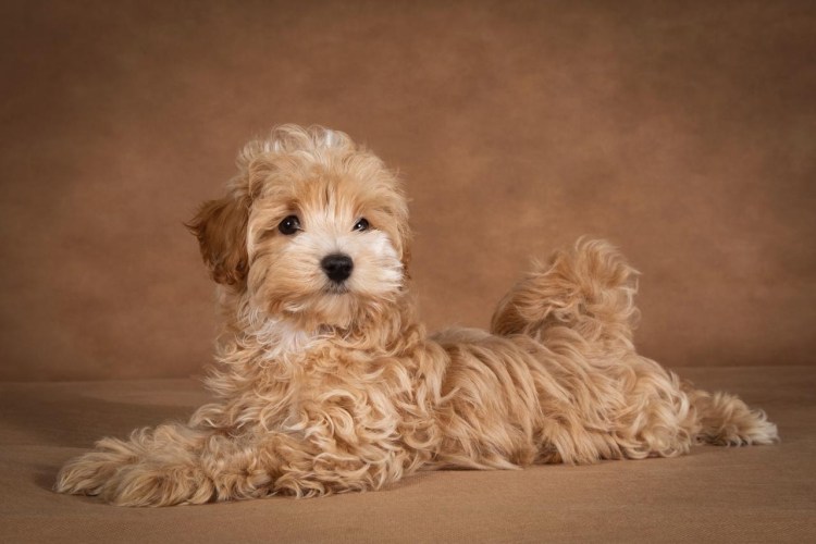 Мальтипу спаниель