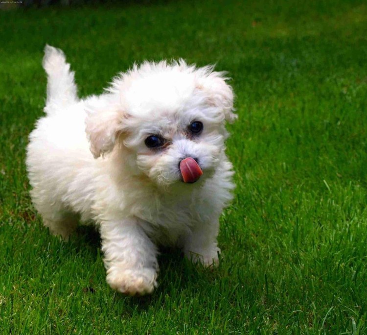 Карликовый пудель кудрявый