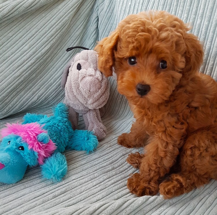 Болонка Бишон белая