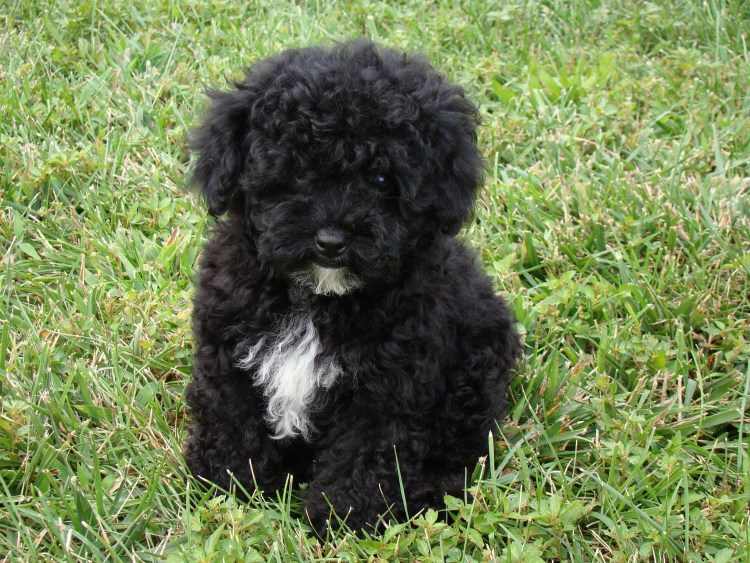 Бишон терьер