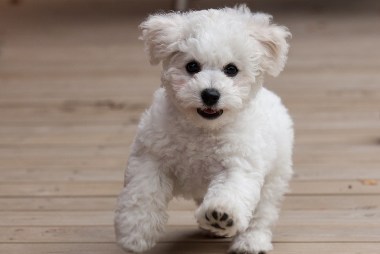 Бишон фризе щенки