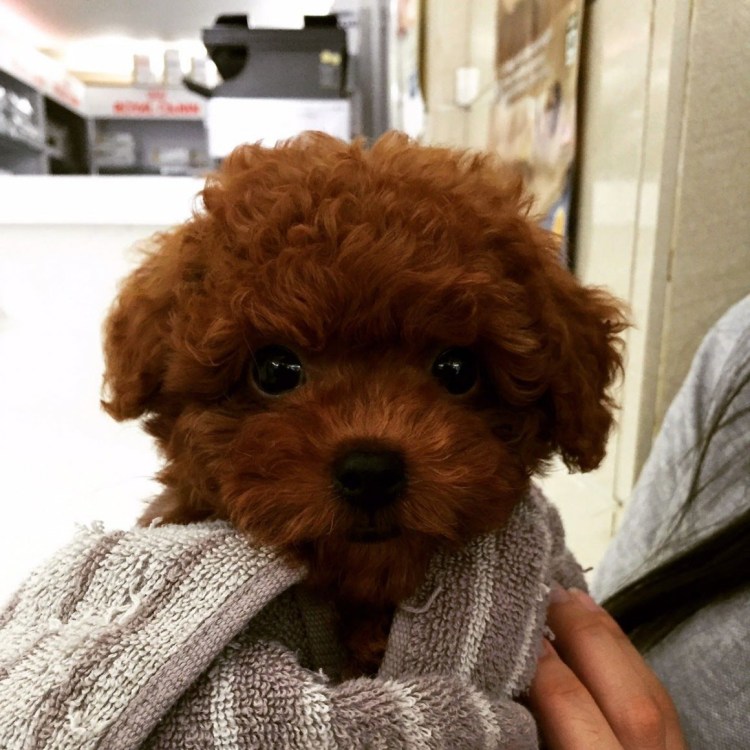 Лабрадудель и пудель