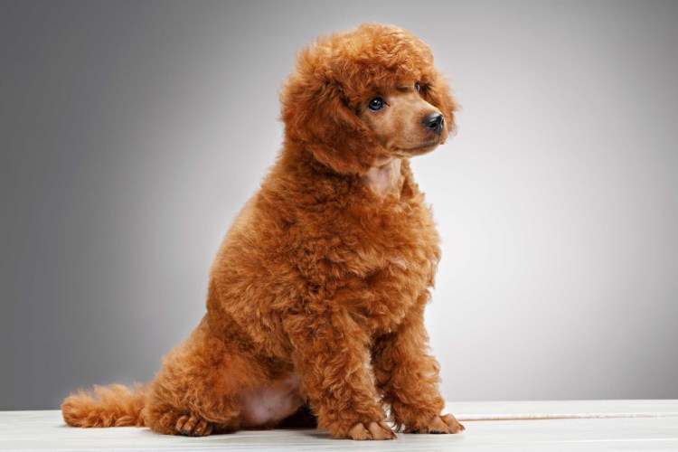 Охотничья собака маленькая кудрявая