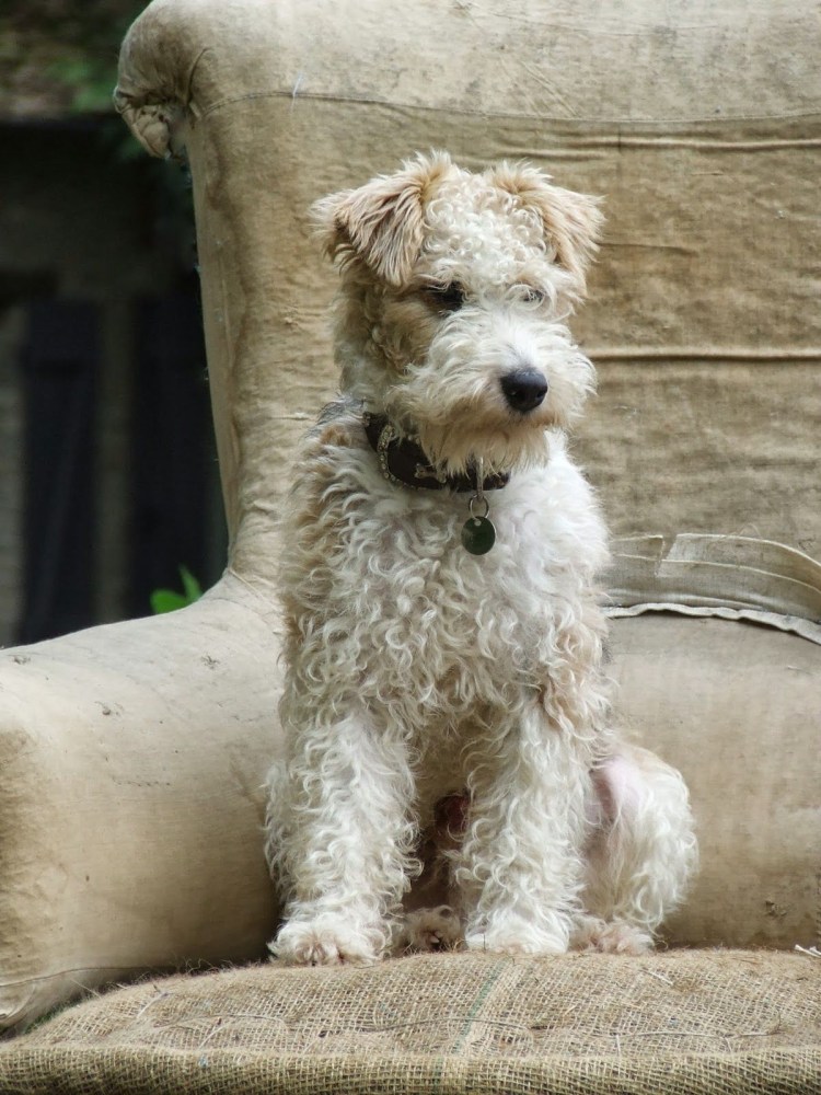 Собака пудель карликовый