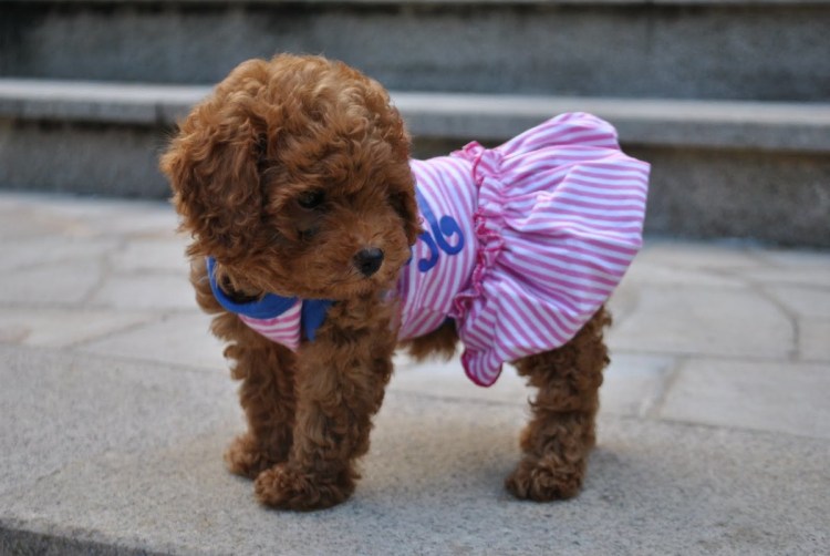 Карликовый пудель