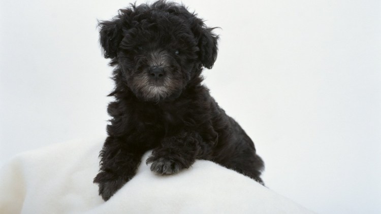 Карликовый пудель