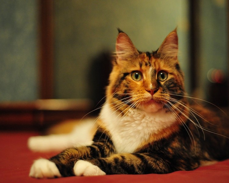 Трехшерстный кот