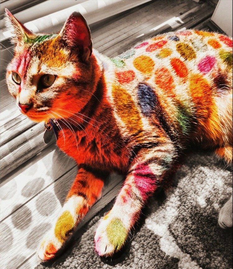 Пестрая кошка