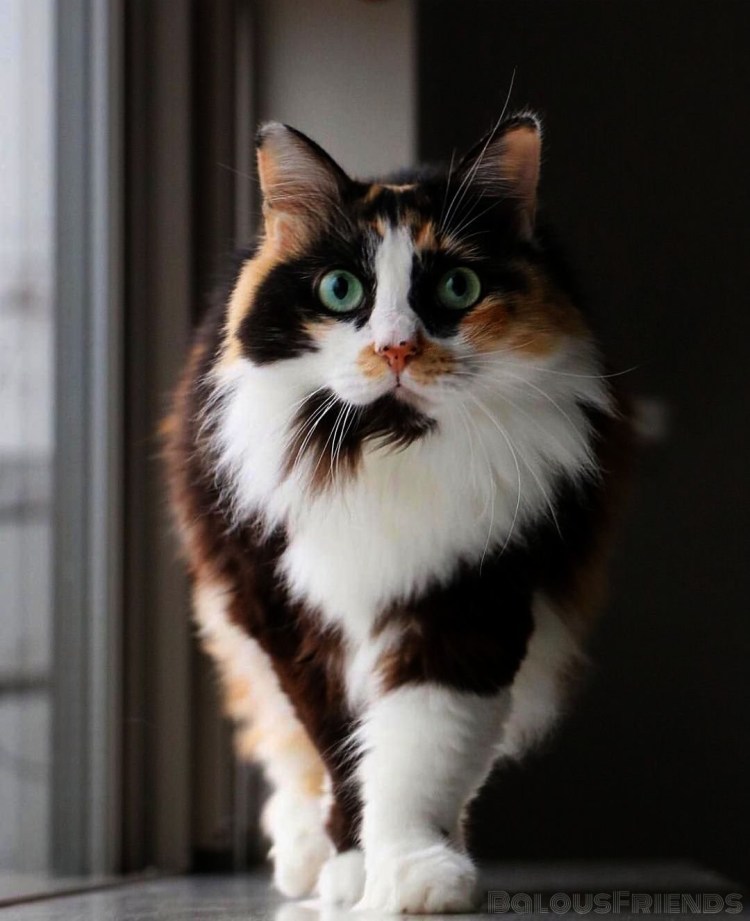 Мейн кун трехцветный котенок