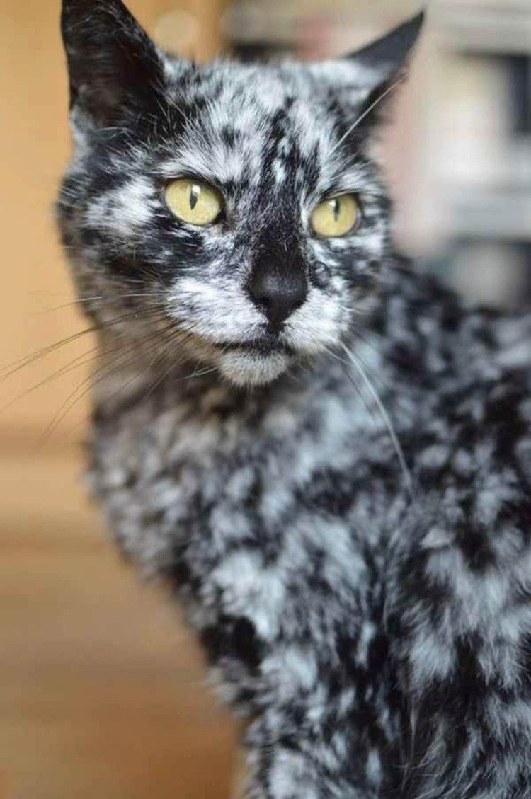 Разные котята Розоцветные