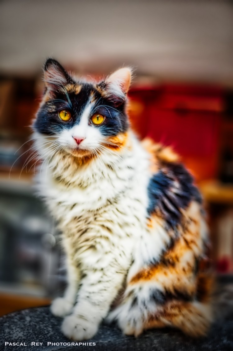 Кошка Венера Химера