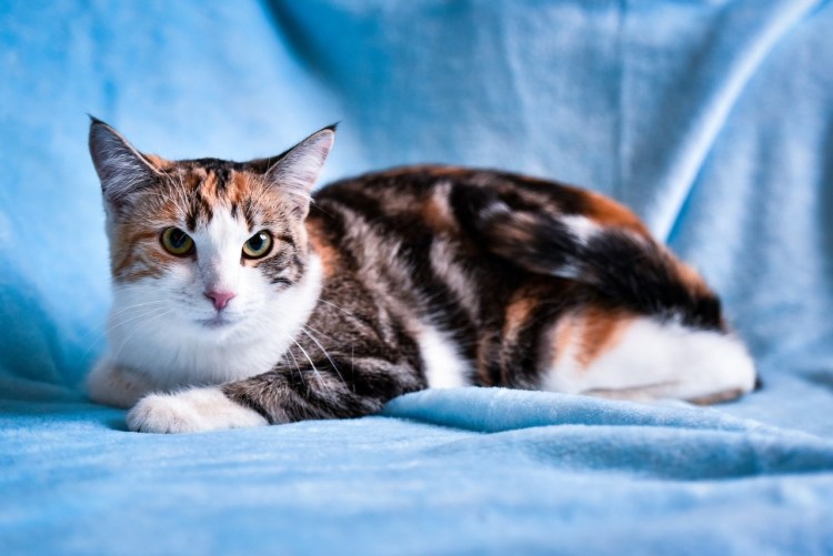 Американская короткошерстная кошка трехцветная