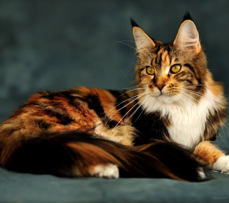 Сибирская кошка трехцветная короткошерстная