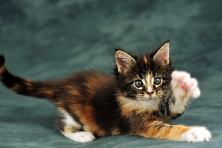 Трехцветный черепаховый кот