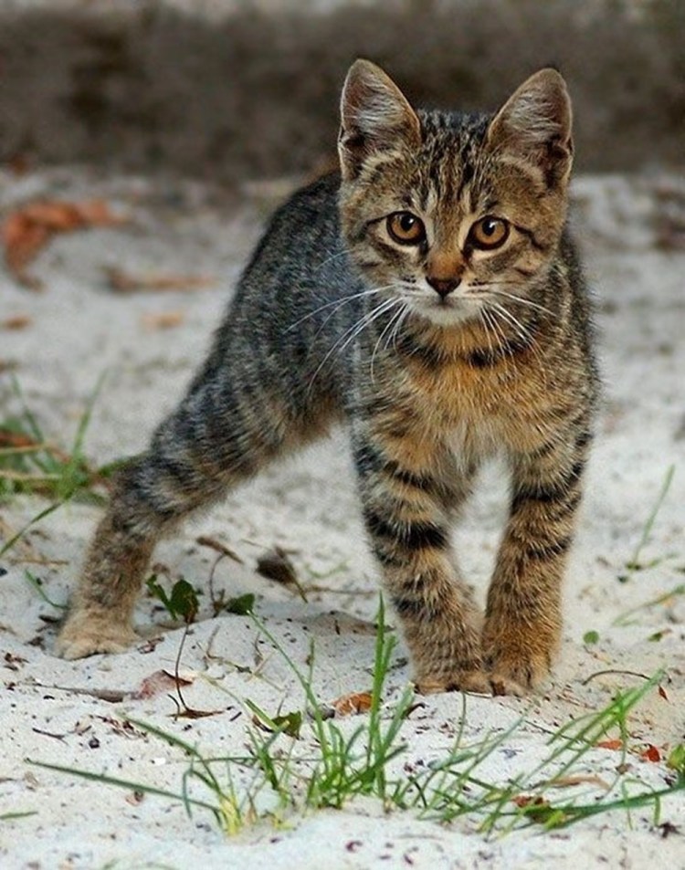 Пестрая кошка