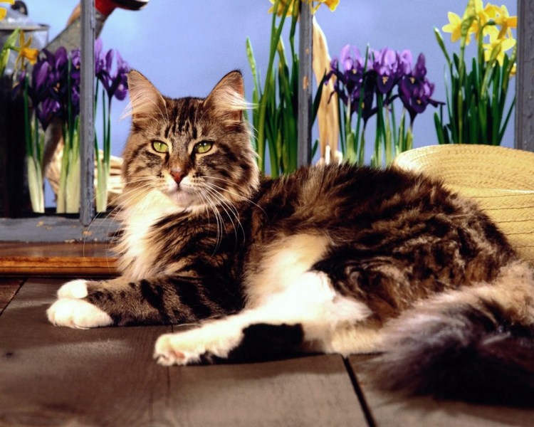 Мраморный Мэнкс табби