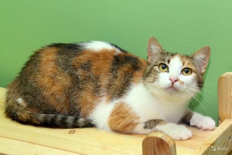 Необычные коты