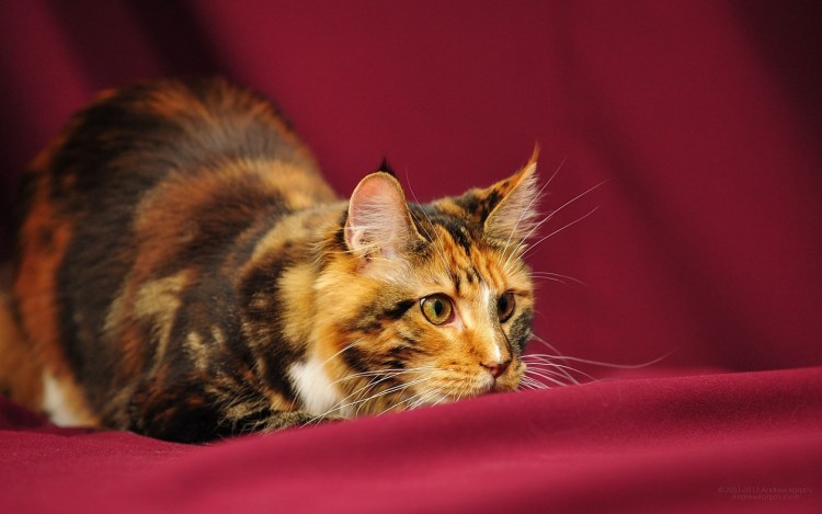 Кошка Маякум