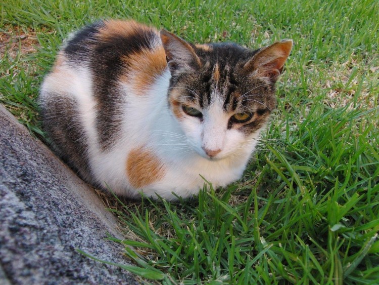 Трёхцветная кошка