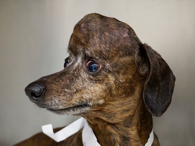 Лимфоэкстравазат ретривер