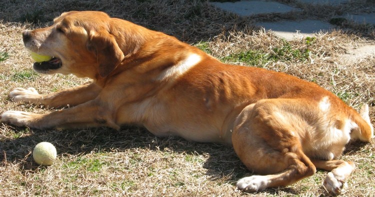 Новообразования у собак